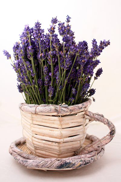 olio di lavanda