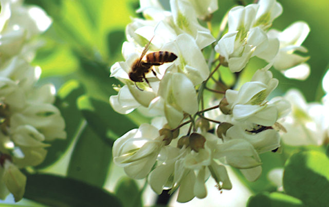 api: salviamole con la botanica