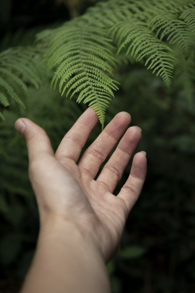 A shallow focus shot of a hand approaching a vibrant plant